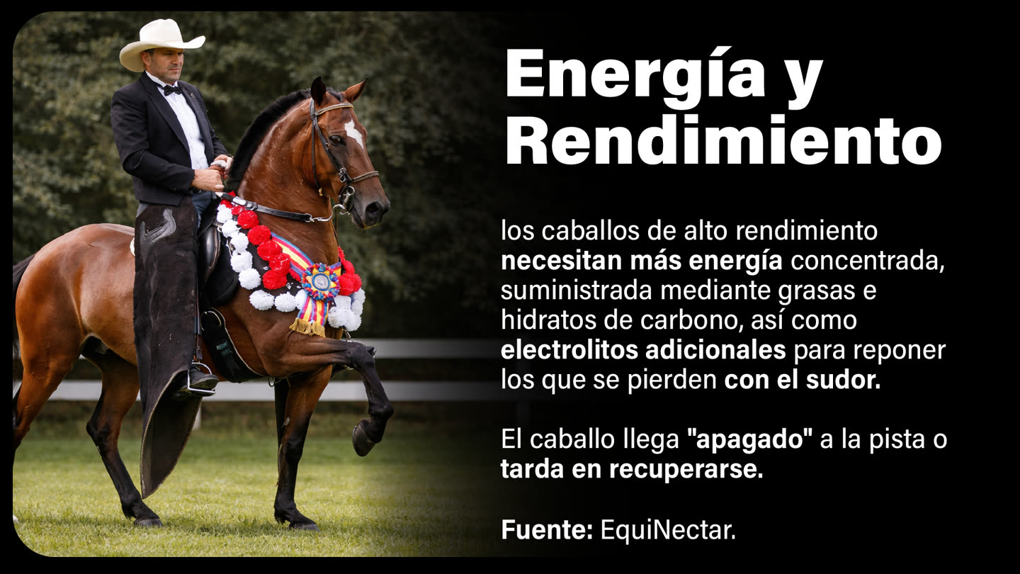 Problemática de energía y rendimiento en equinos